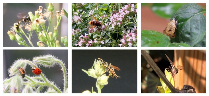 Sechs Kacheln mit Bildern unterschiedlicher Insekten an der Grünfassade