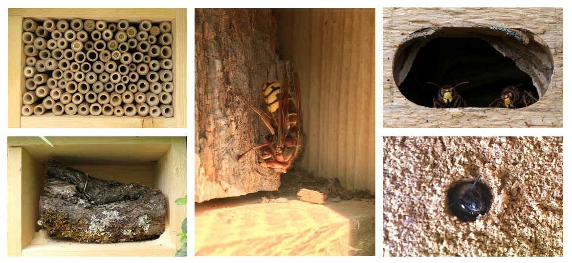 Sechs Kacheln mit Bildern unterschiedlicher Insekten an in den Habitasystemen, Nistverschlüsse