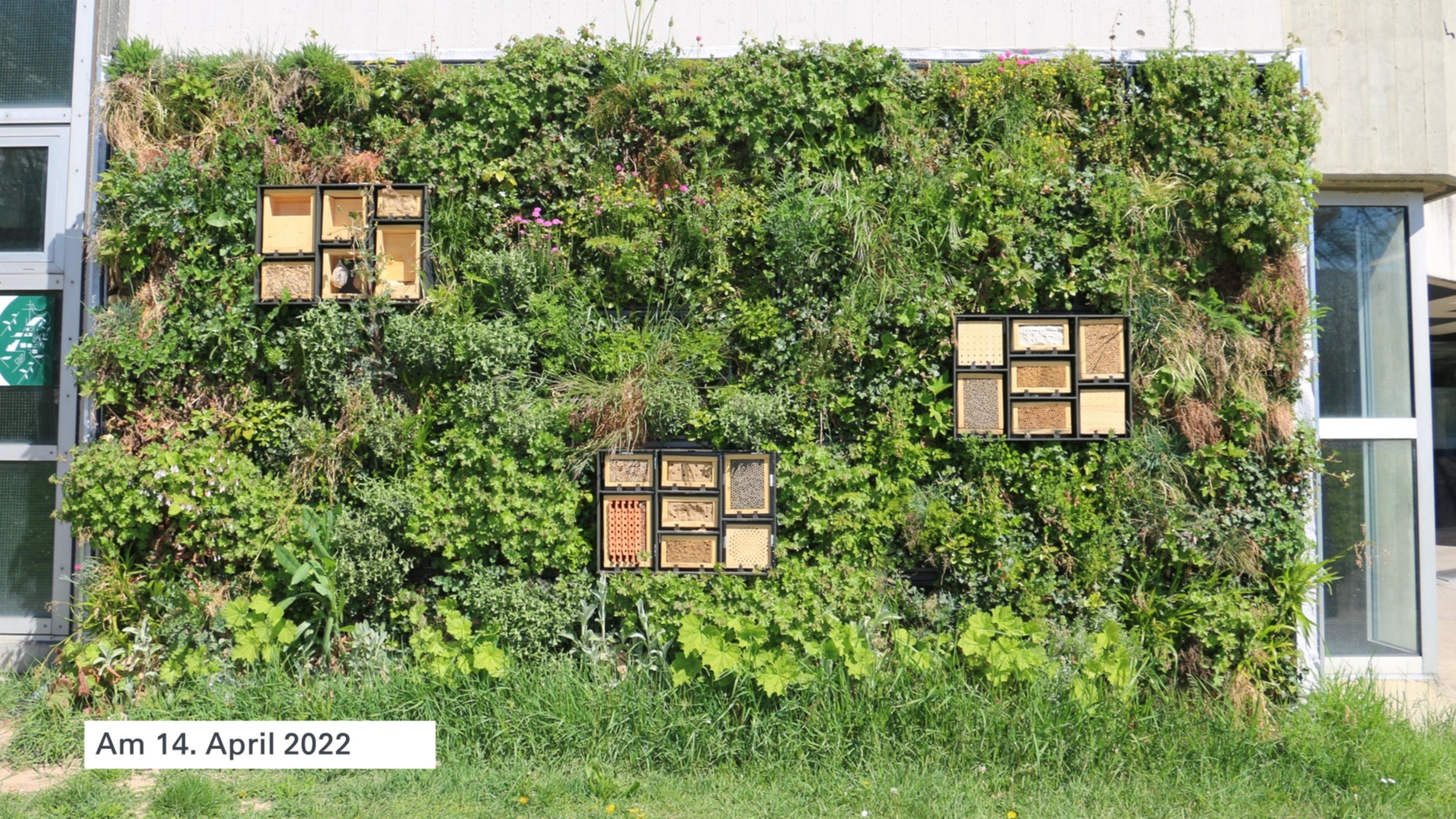Auf diesem Bild ist die Grünfassade zum 14. April 2022 dargestellt.