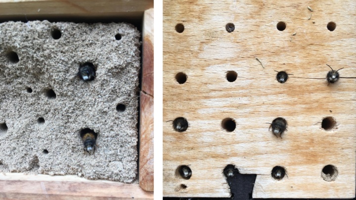 Die ersten Wildbienen schlüpfen – hier zu sehen bei Nisthöhlen in Lehm/Sand (links) und Hartholz (rechts). 